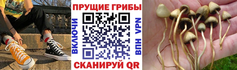 Купить закладки  Брянск  Псилоцибиновые грибы Psilocybine cubensis 